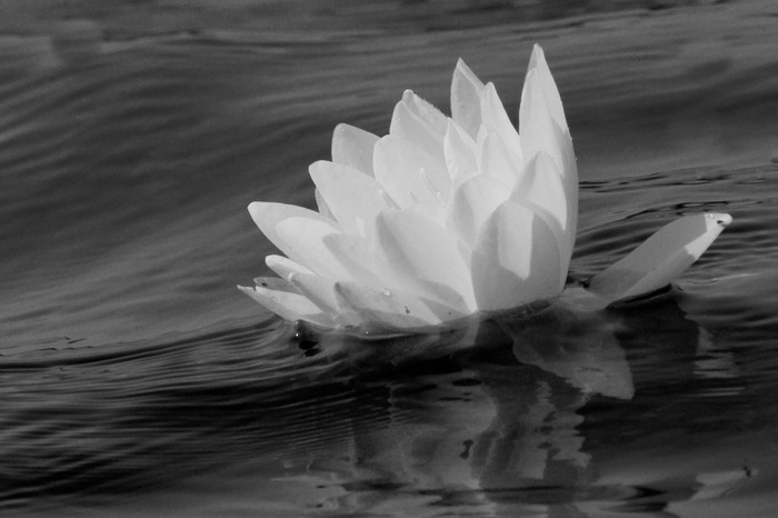 Water Lily 004