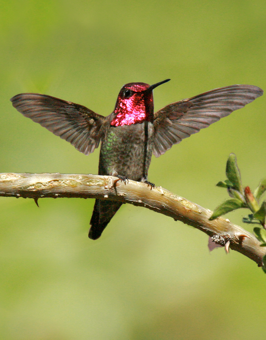 Hummingbird 002