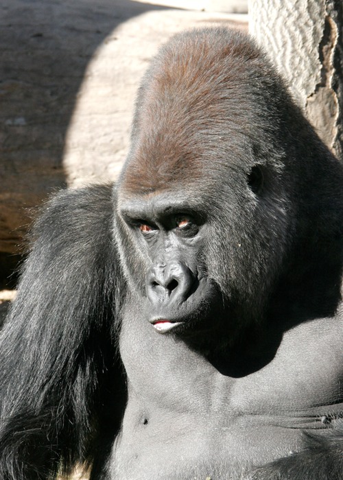 Gorilla 002