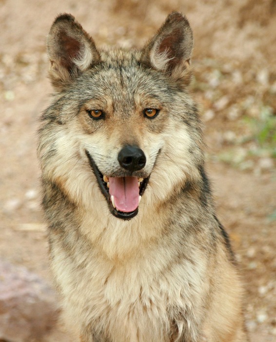 Wolf Mexican Gray 001
