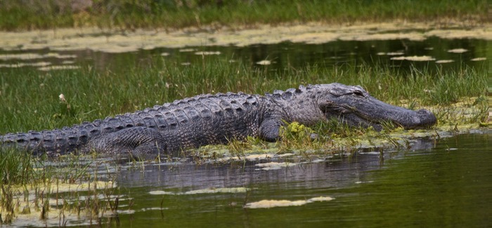 Alligator 002