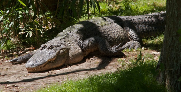 Alligator 009