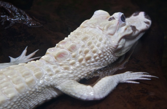 Albino Alligator 001