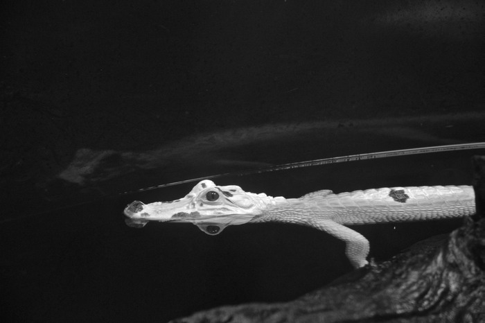 Albino Alligator 002