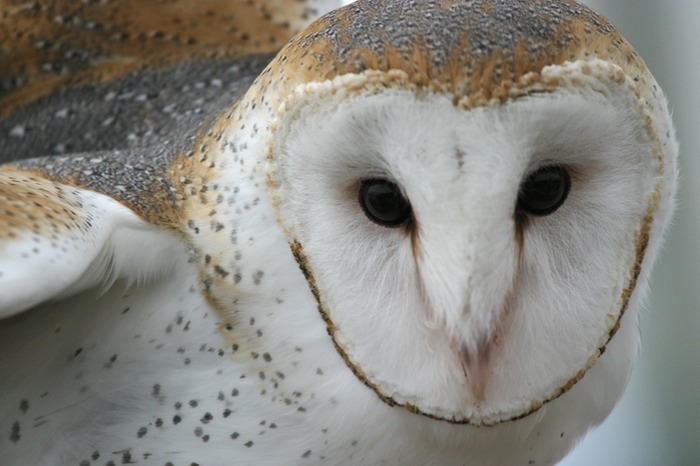 Barn Owl 001