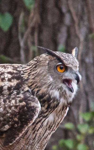 Great Horned Owl 001