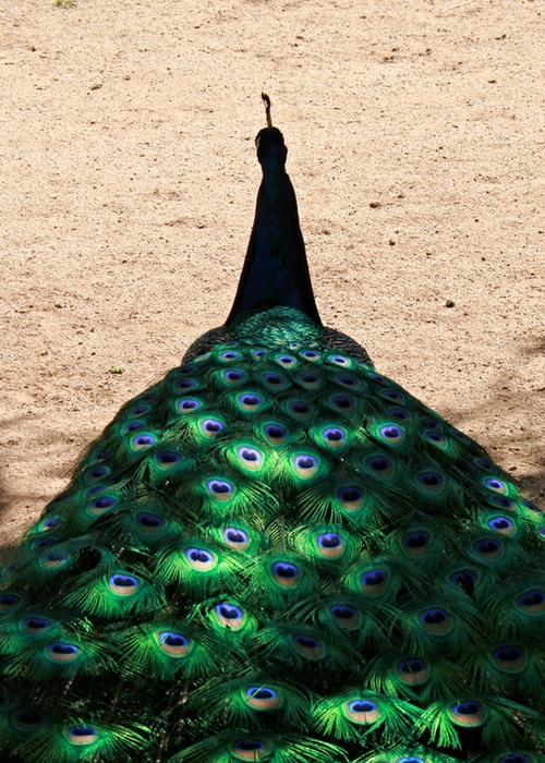 Peacock 002