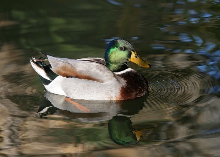 Mallard Duck 001