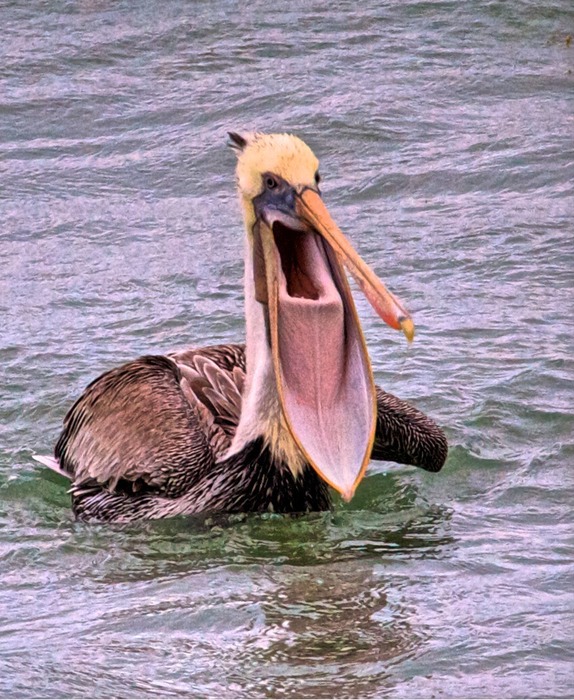 Brown Pelican 004