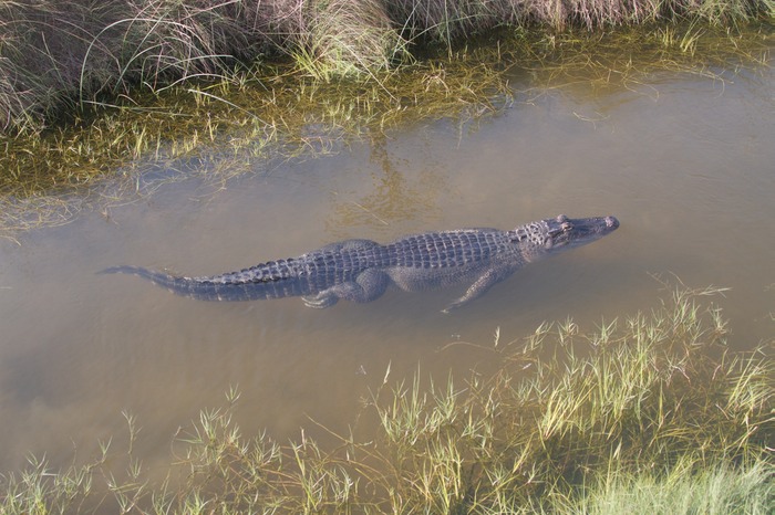 Alligator 008